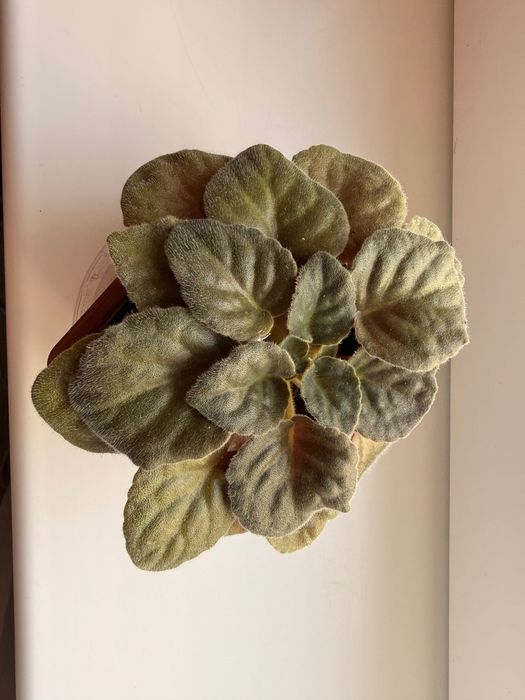 Стайни цветя- Африканска теменужка, Мамилария, Алое