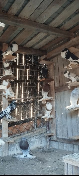 Porumbei creți francezi și gusati de pomerania