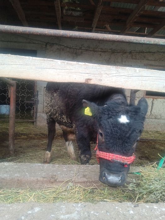 Бык бұқа семіз кемі бар залиний