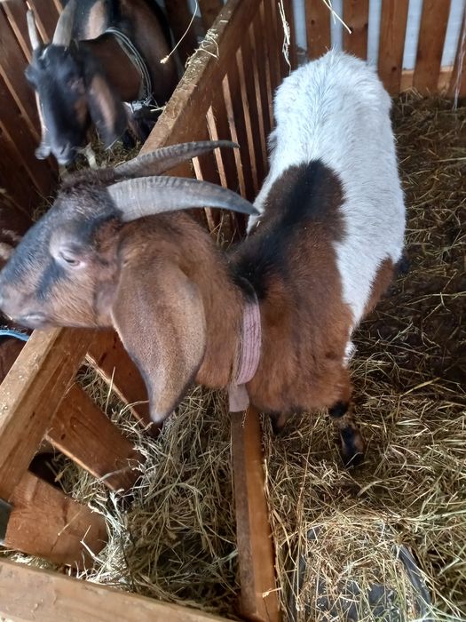 Capre bună de lapte gestație