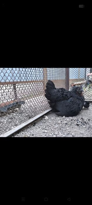 Продаем клушку уийхилей с цыплятами