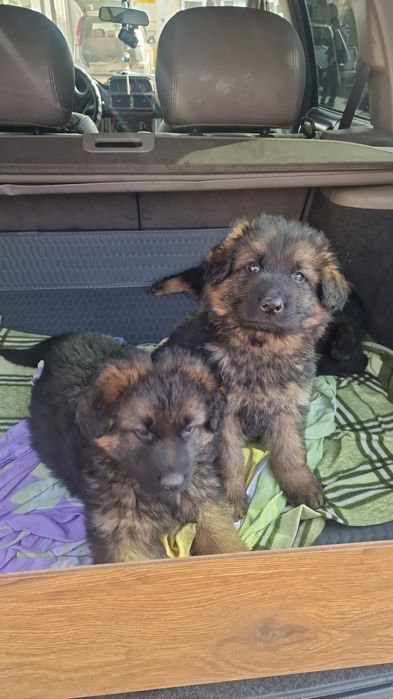 Щенки немецкая овчарка