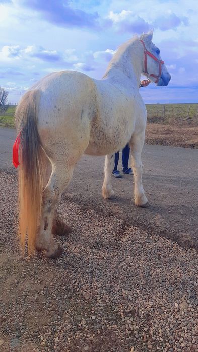 Vând sau schimb iapă