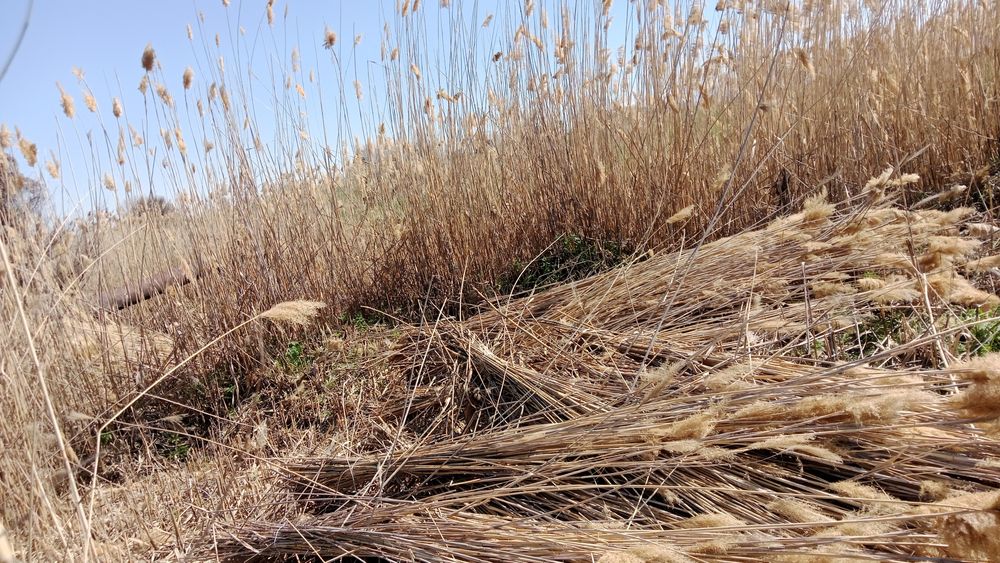 Камыс 270 теге шымкет