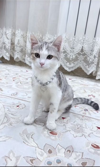 Продается кошка “Скоттиш страйт”