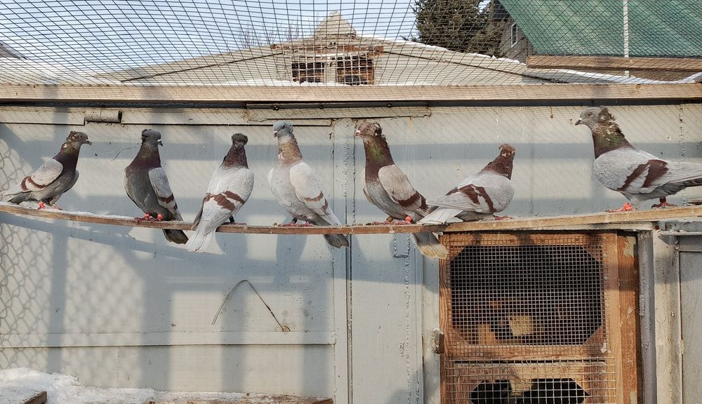 Бакинские голуби