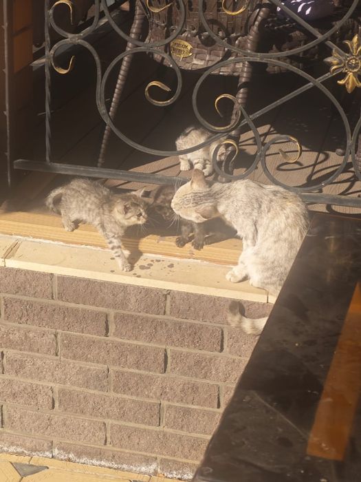 Отдадим котят в хорошие руки