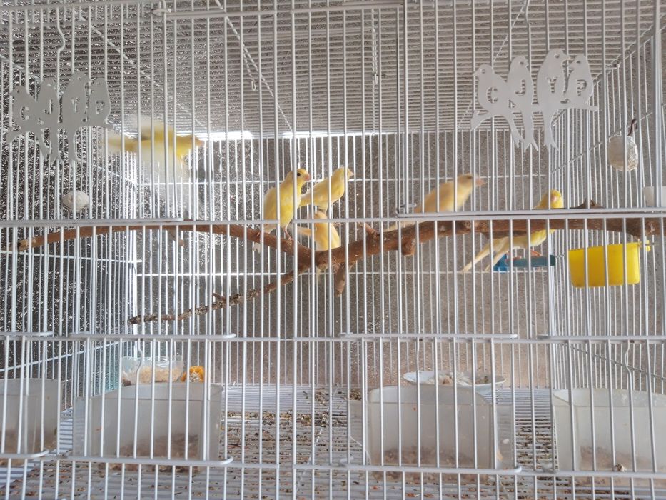 Канеркалар самцы самки нар мода маладойлари хамасидан бор