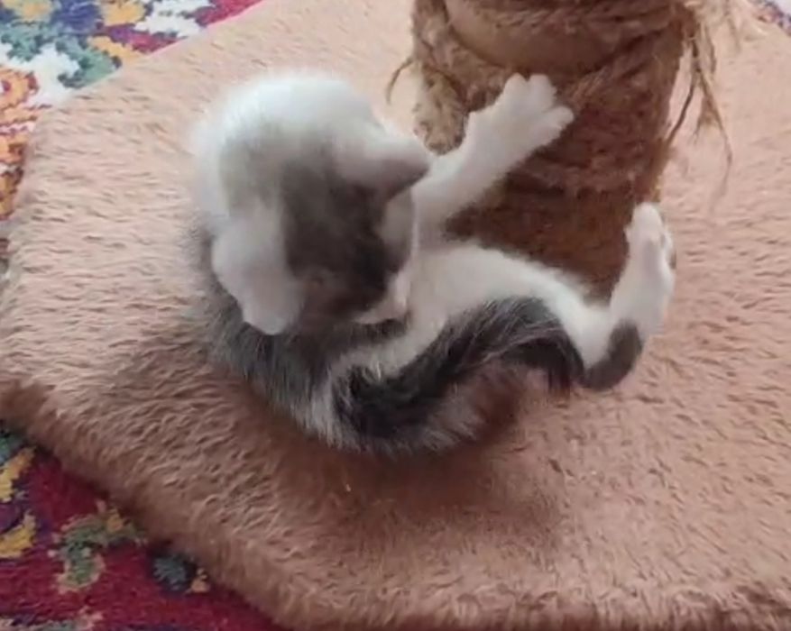 Отдаю котика 1,5 месяцев