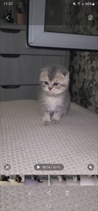 Чистокровные котята. Скоттиш, Scottish.