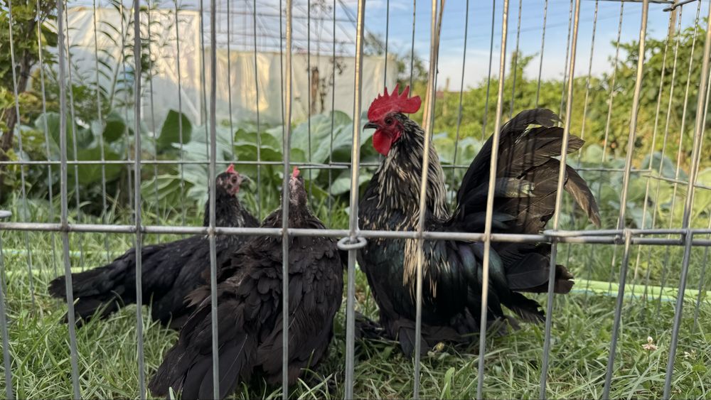 Perechi sau familii pasari pitice mii de flori