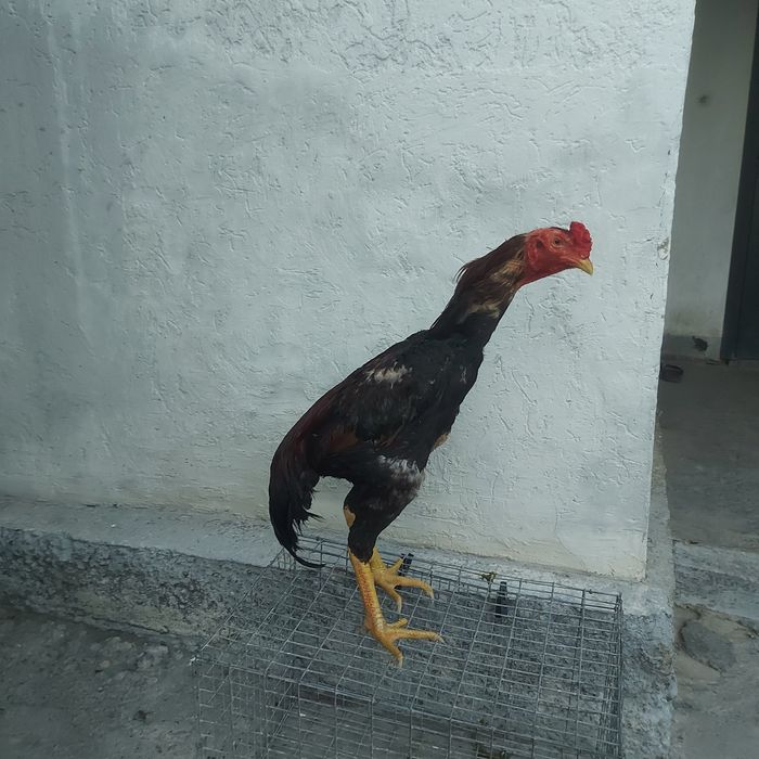 Корейц хинт июлски маталшик