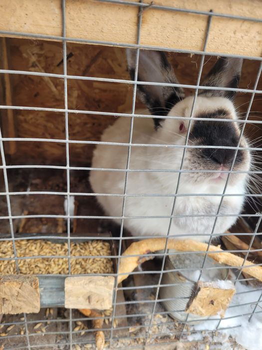 Продам кроликов Калифорнийских