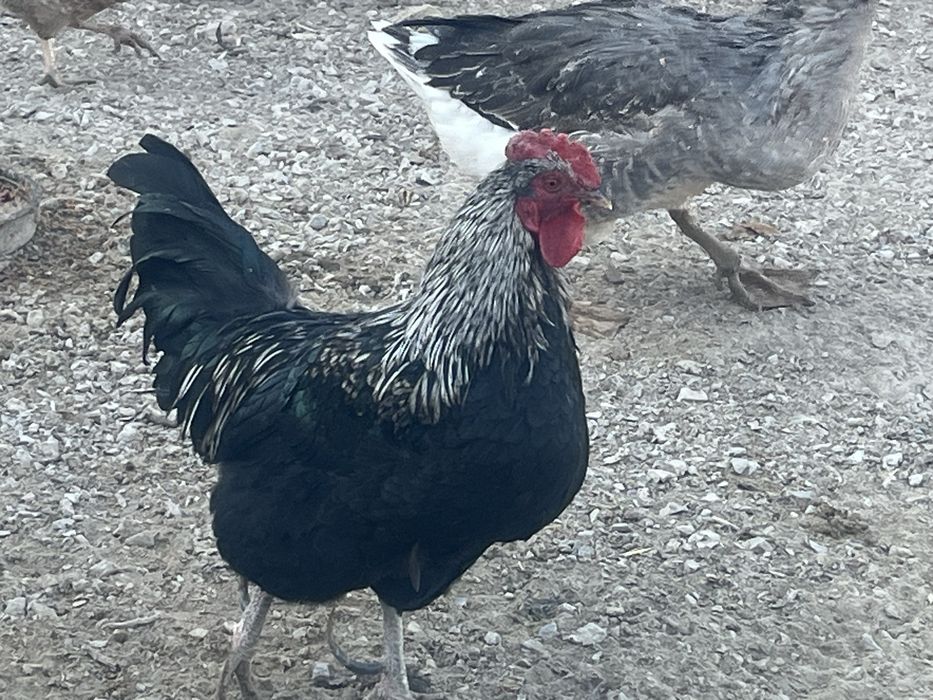 Жас Кораз сатылады молодой петух продам