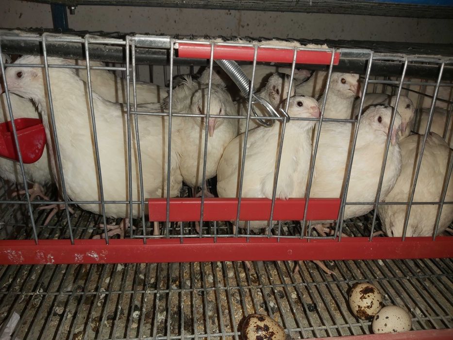 Prepelite outoare rasa Giganta Polara