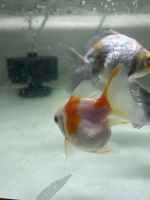 Продаю аквариумных рыбок