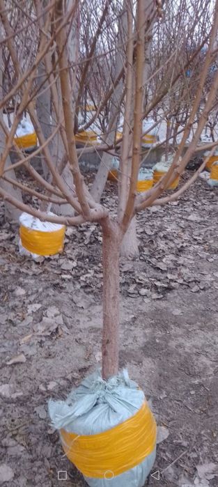 Мевали кучатлар бор