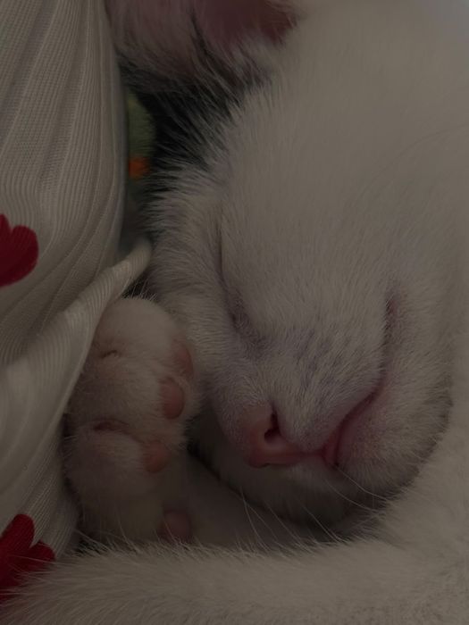 Котенок 3 месяца