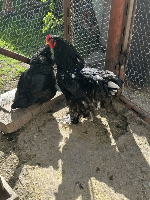 Găini Brahma familie