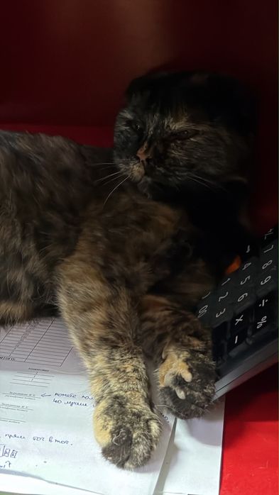 Отдам бесплатно в добрые руки кошку