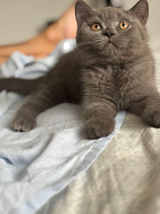 Mascul british shorthair