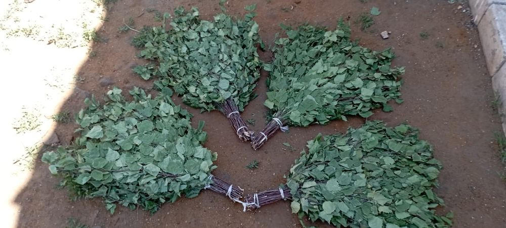 Берёзовые веники