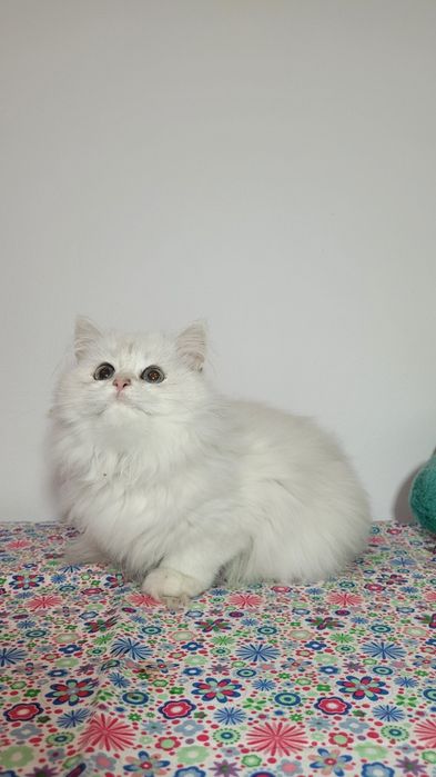 British Longhair  cu pedigree  NS 11 33