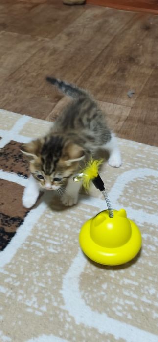 Отдам котят в добрые руки