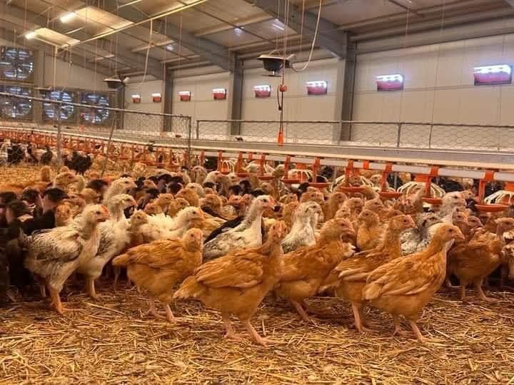 Pui alb de carne ros. 308 si rasa mixta