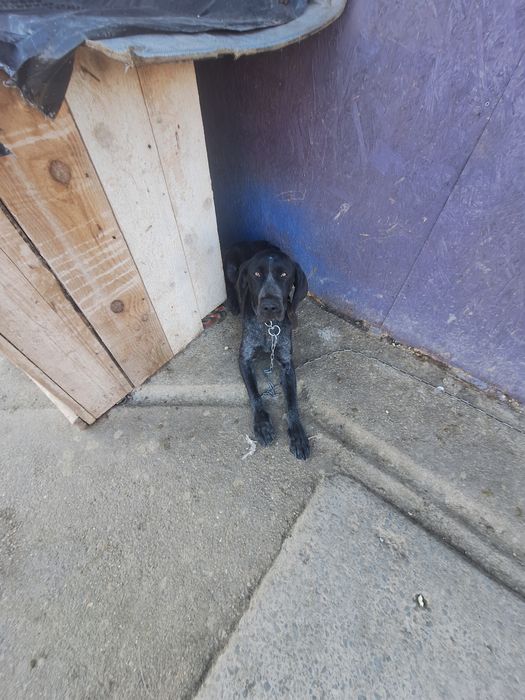 vand caeine brac german