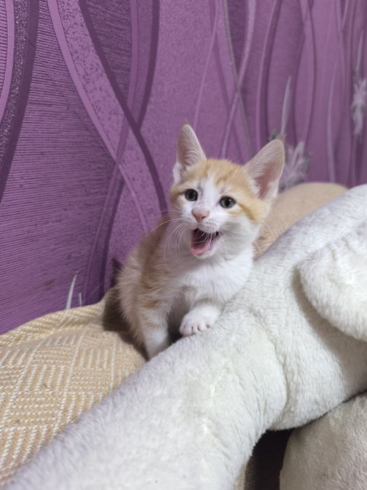 Отдаю котят в добрые заботливые руки