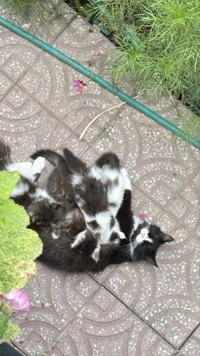Милые котята даром