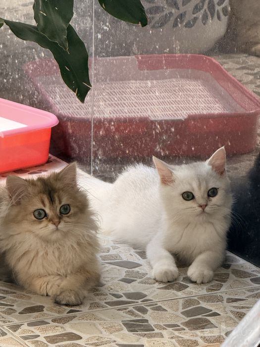На продаже золотый шиншиллы