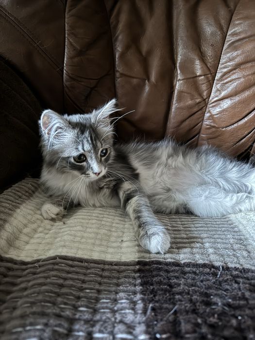 Отдадим котенка в добрые руки