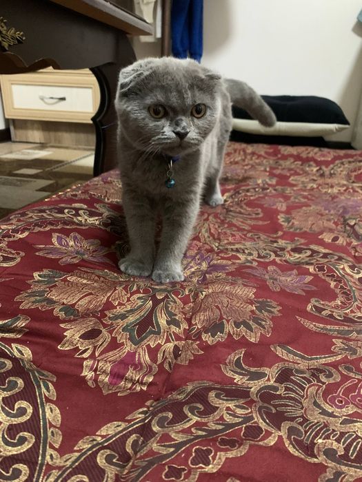 Mushum bolasi Scottish Fold arginal 3 oyli toza srochna