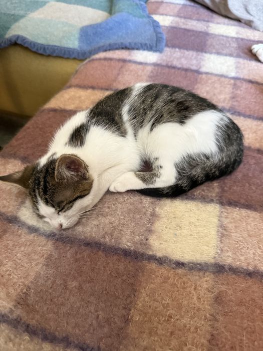 Подарявам коте/котета - мъжко и женско