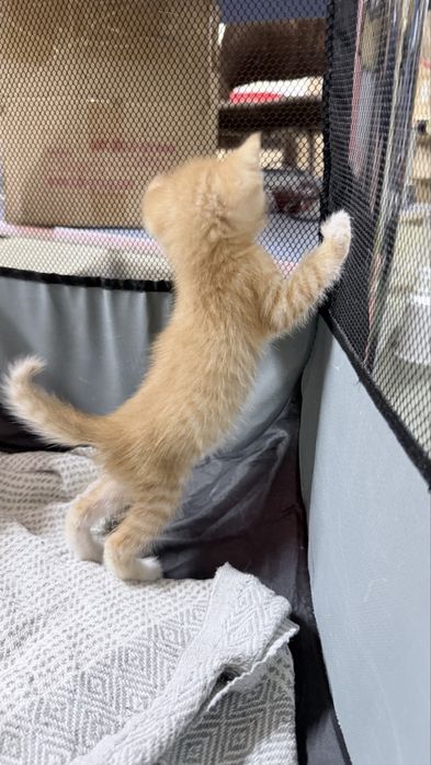 Котенок в добрые руки