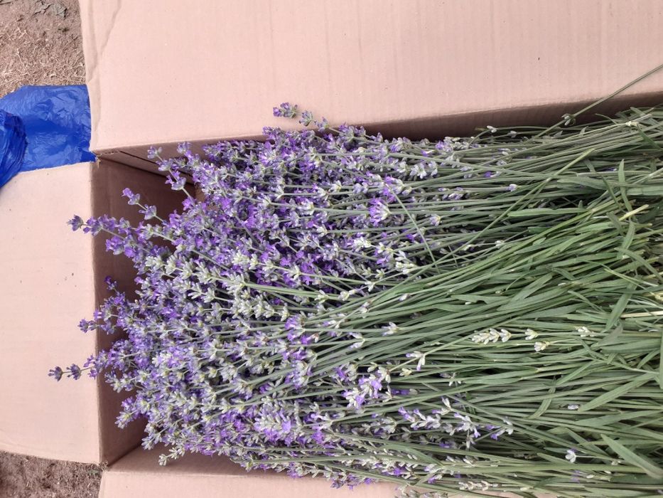 Цвят от лавандула.