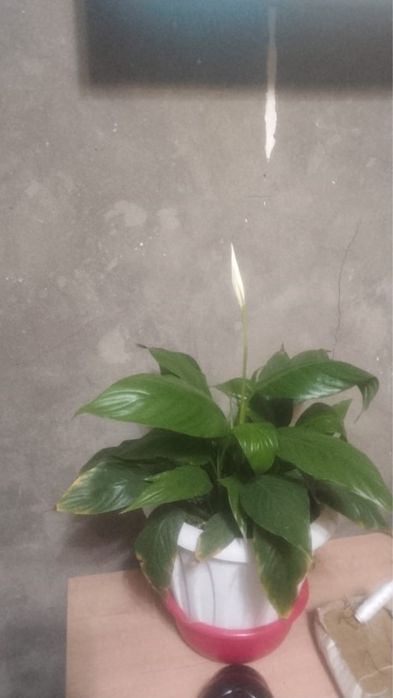 Домашние цветы разные