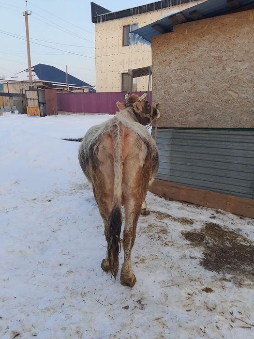 Сиыр сатылады буаз