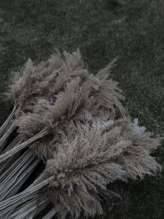 Продавам пампаска трева