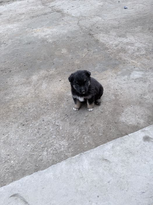 Щенок отец щенка овчарка щенок