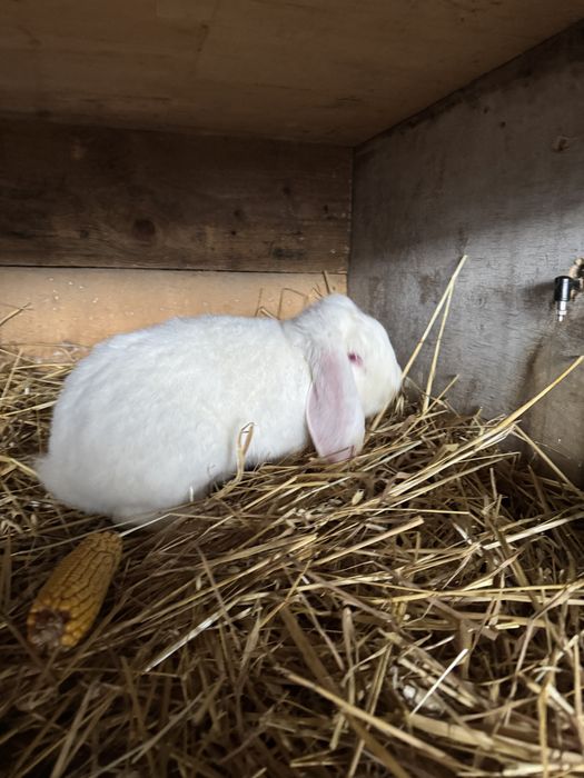 Doi masculi de vanzare 150 bucata  negociabil