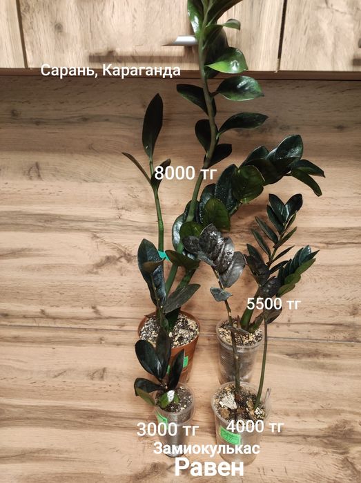 Замиокулькас разный