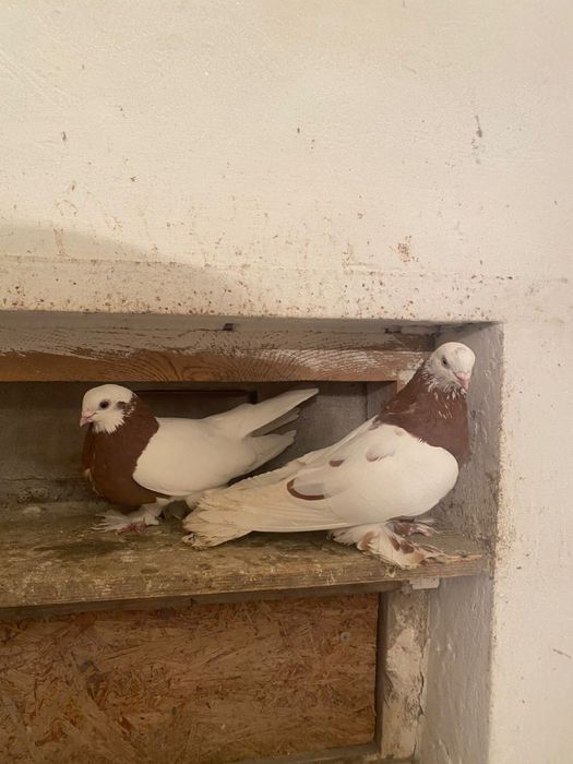 Продам голубей разные