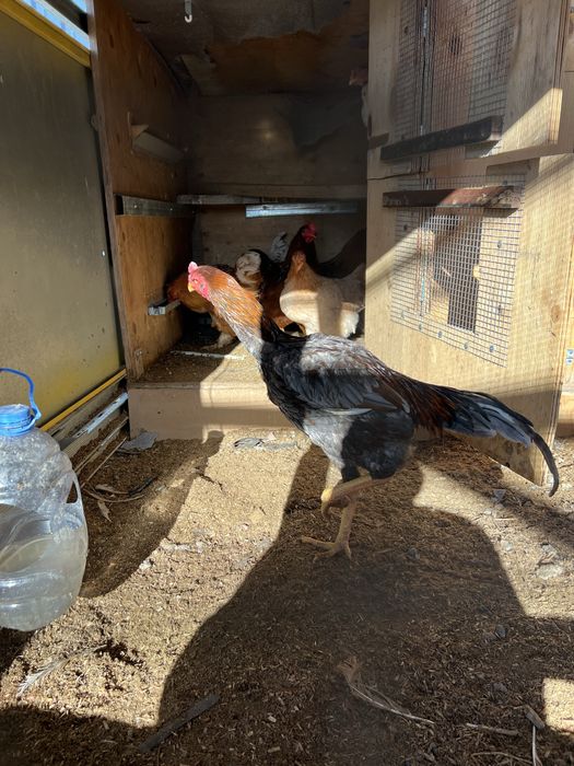 Продам бойцового петуха Дакан