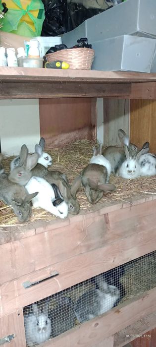 Vand pui de iepurasi