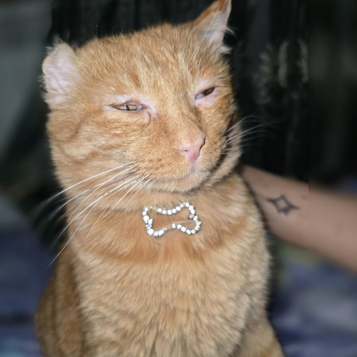 Санни ищет дом, добрые руки