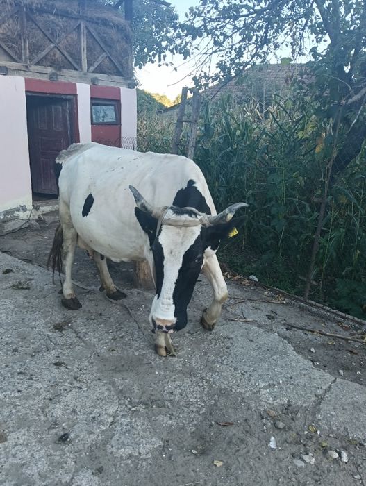 Vaca gestanta in 5 luni