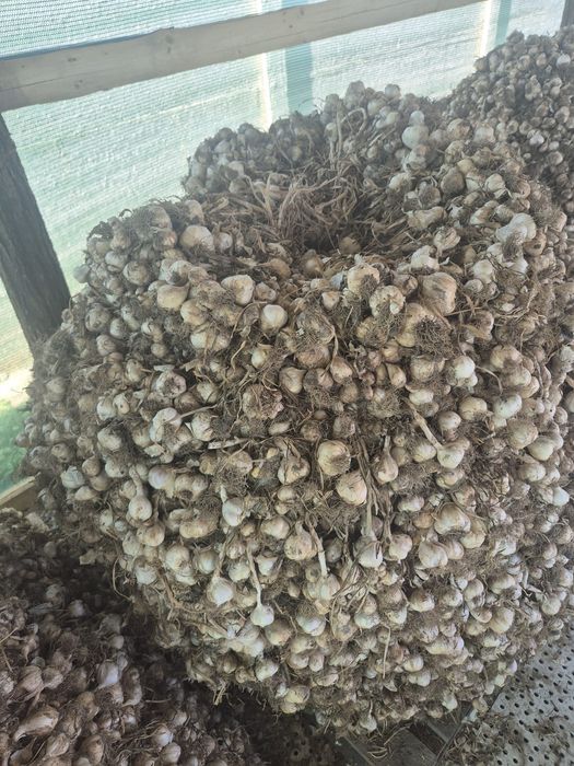 Vând usturoi românesc